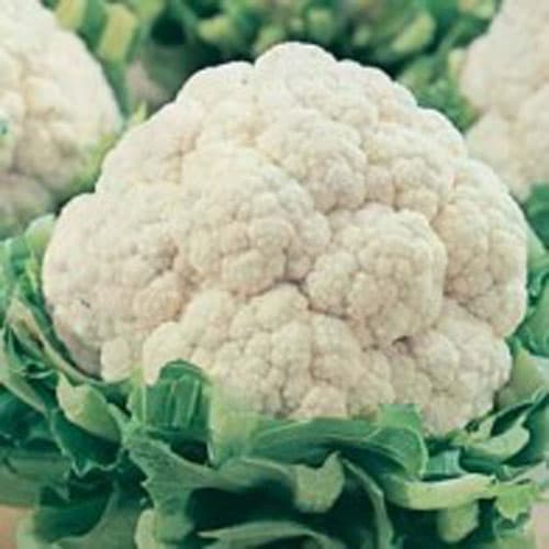 Blomkål 'All The Year Round', vit, köksväxt, soligt läge, 200 frön, skörd juli-oktober, lättodlad.