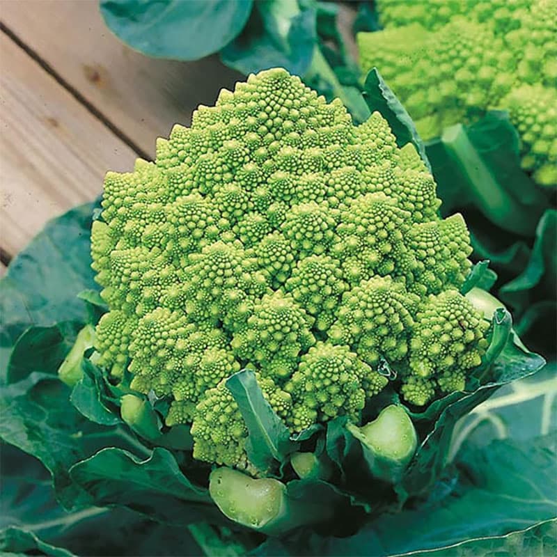 Broccolo 'Romanesco', grönsak, söt, nötig smak, soligt, halvsoligt läge, 200 frön.
