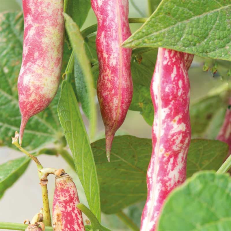 Brytböna 'Speckled Cranberry', grön, 2 m hög, klätterväxt, soligt läge, 50 frön.