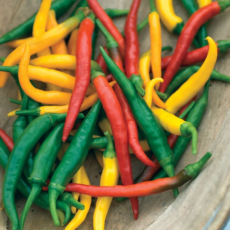 Chilipeppar 'Devil's Brew', röd, het, 7,5 cm frukter, buskiga plantor, styrka 3, medel.