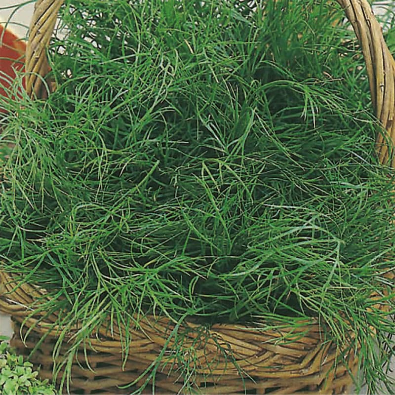 Dill, grön, 90 cm, soligt läge, 750 fröer, användning: ätlig, skördetid: juni-november.