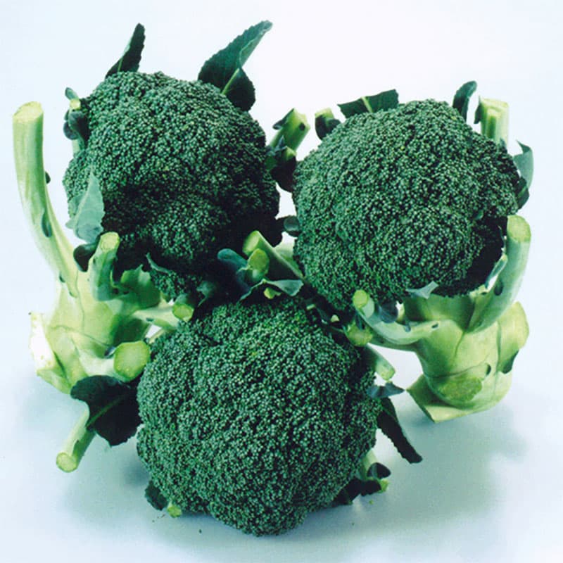 Broccoli 'Matsuri' F1, snabbväxande, mini-huvuden per planta, såtid: feb-maj, skörd: maj-okt, 50 frön.
