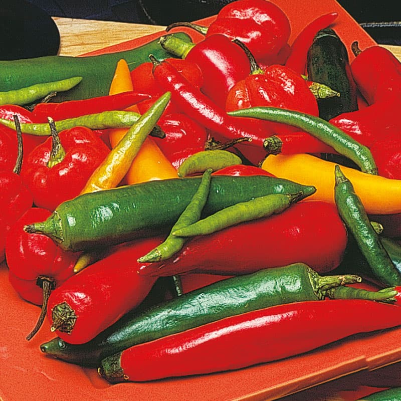 Fröer - Chili & paprika