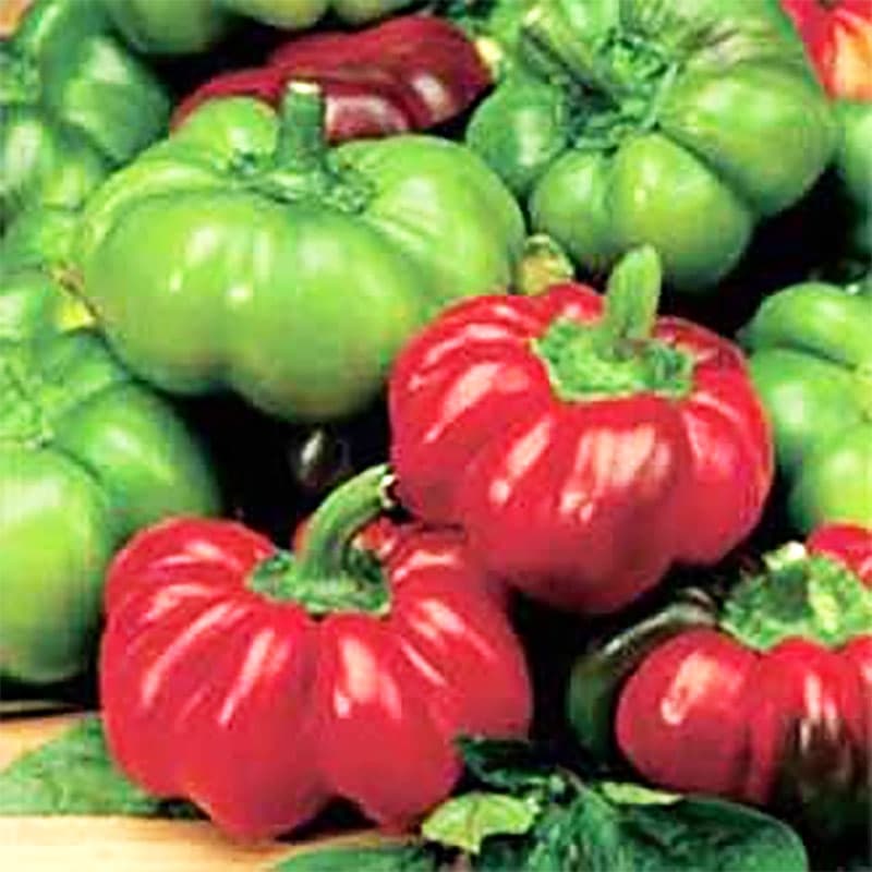 Paprika 'Topepo Rosso' F1, tjockskalig, röd, ugnsstekning, inläggning, lättodlad, kruka, ca 30 frön.