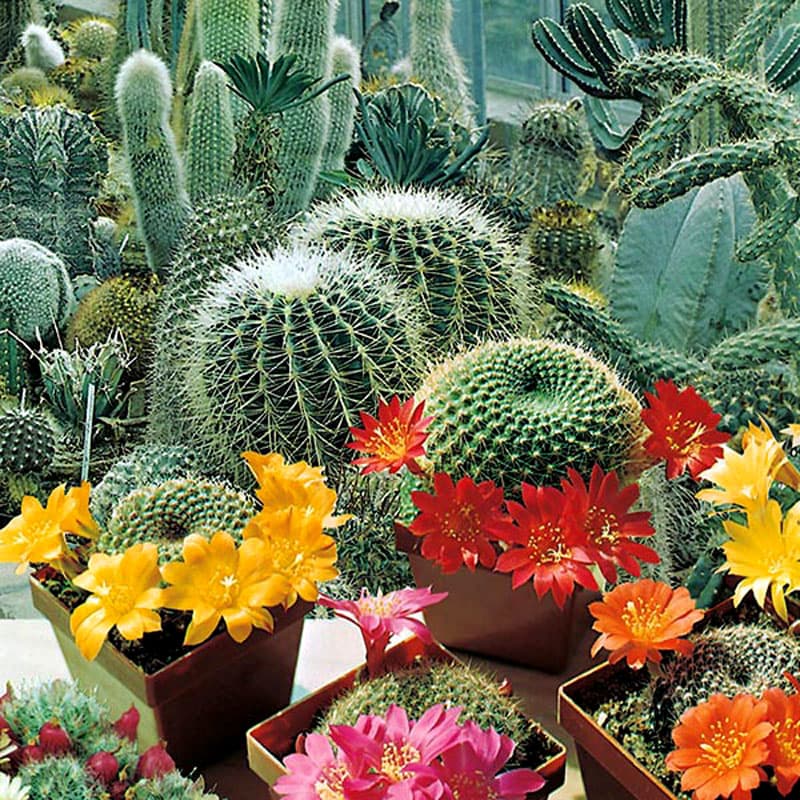 Kaktus 'Flowers of the Desert', mixade sorter, 30 cm, soligt läge, lättodlad, inomhus, ca 30 fröer.