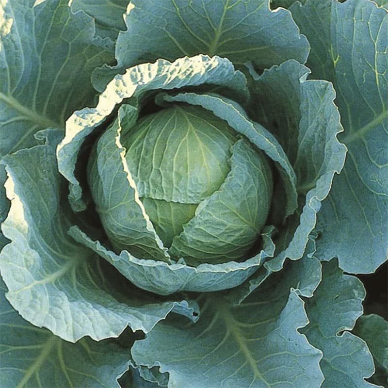 Kål 'Langedijk 4', mörkgrön, kompakt, rik på vitamin C, skörd augusti-januari.