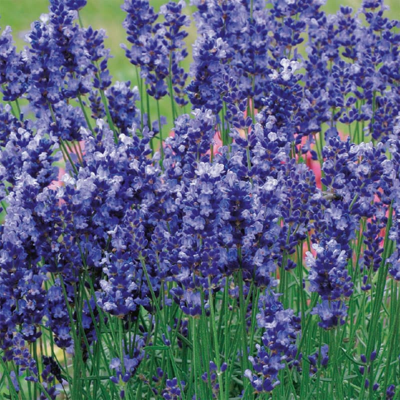 Lavendel 'Hidcote Blue', blå, 60 cm, soligt läge, perenn, 100 frön, användning: rabatt, kruka.