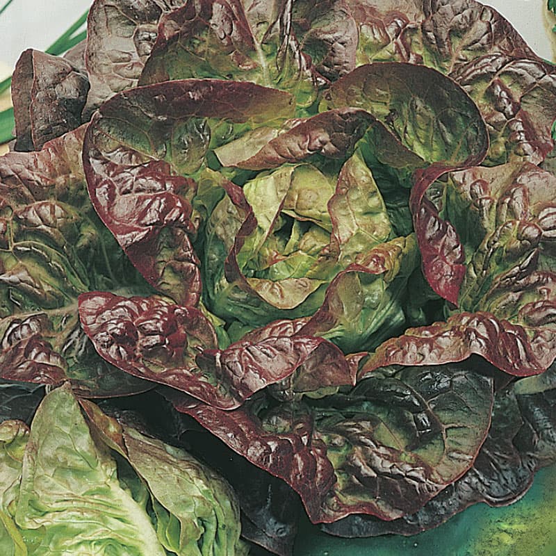 Fröer - Sallatsfröer