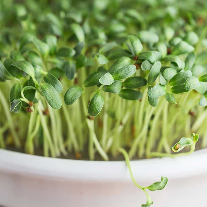 Micro greens - Fenugreek, aromatisk, mild smak, skarp, nötig, passar till curry, potatis, kyckling.