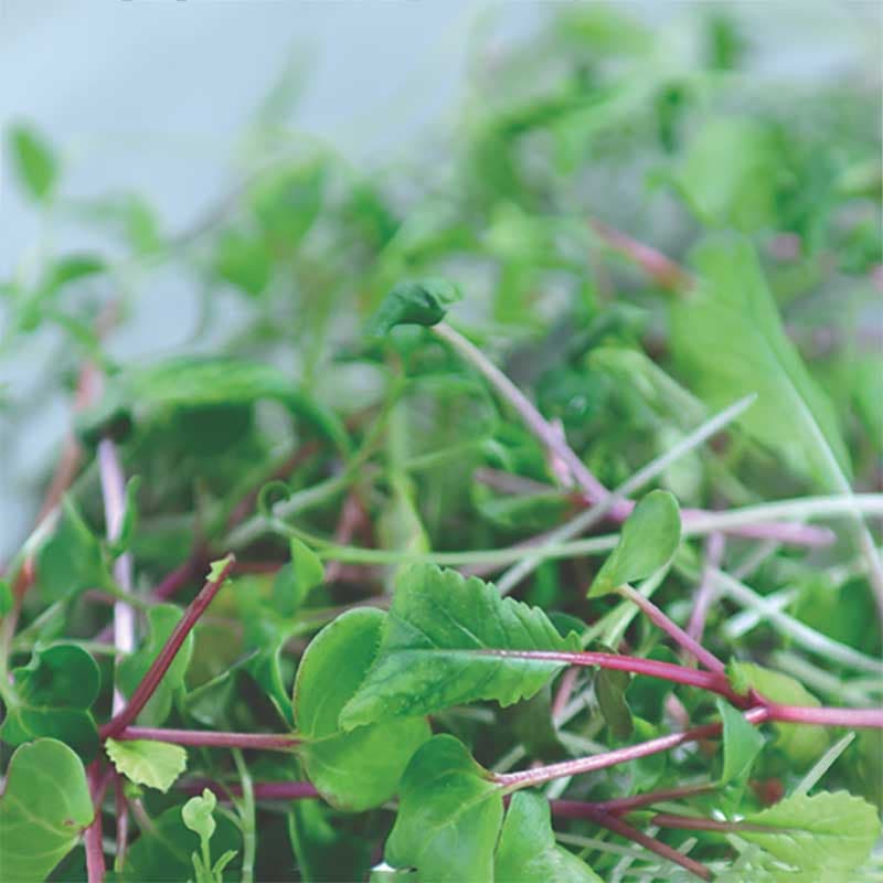 Micro greens - Gourmet Garnish, smakrik blandning av micro-blad, lättodlad och klar att äta.