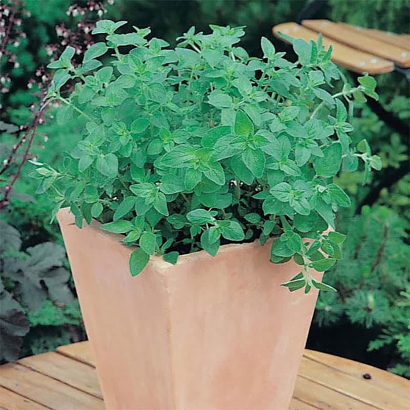 Grekisk oregano, starkt aromatisk smak, höjd 45 cm, soligt läge, 1500 frön, köksväxter, örter, kryddor.