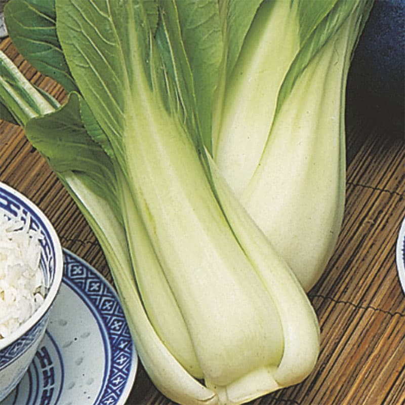 Pak choi 'Choko' F1, mörkgröna blad, spröda gröna stjälkar, lättodlad, soligt läge, 175 frön.
