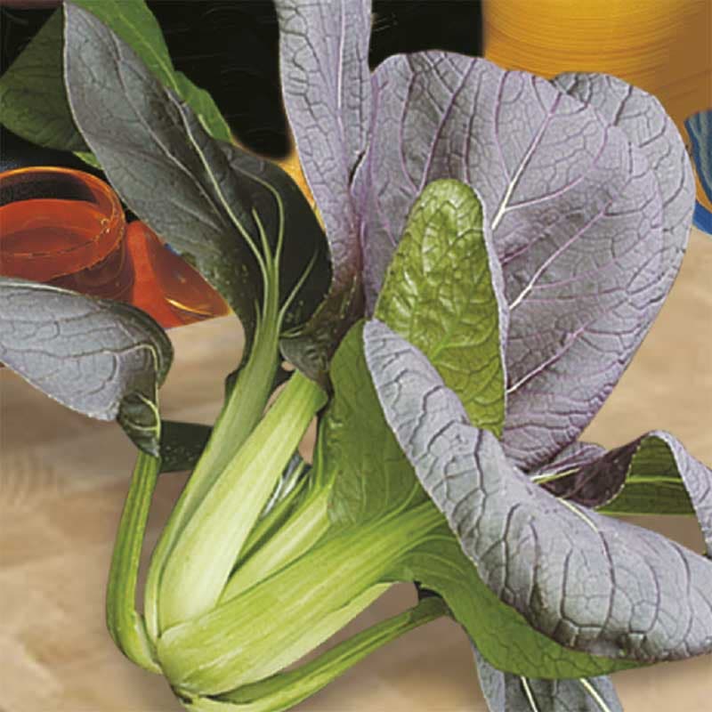 Pak Choi 'Red Choi' F1, färg: röd, växttyp: köksväxter sallad, läge: soligt/halvsoligt, antal frön: 100.