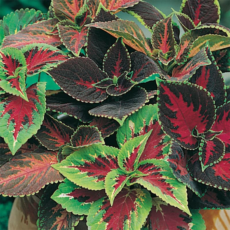 Palettblad 'Rainbow Mixed', dramatiskt färgade blad, höjd 45 cm, lättodlad, 100 frön.