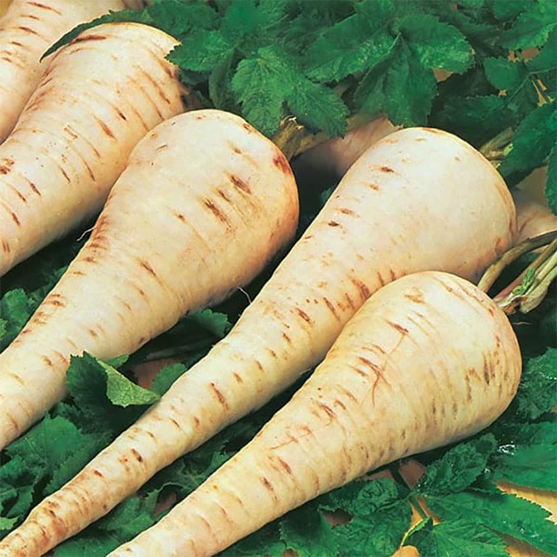 Palsternacka 'Gladiator' F1, vit färg, god smak, soligt/halvsoligt läge, 200 frön.