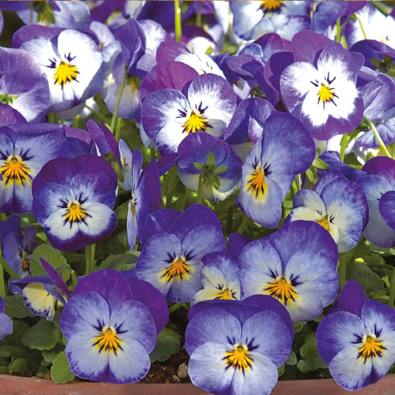 Fröer - Tvååriga blommor