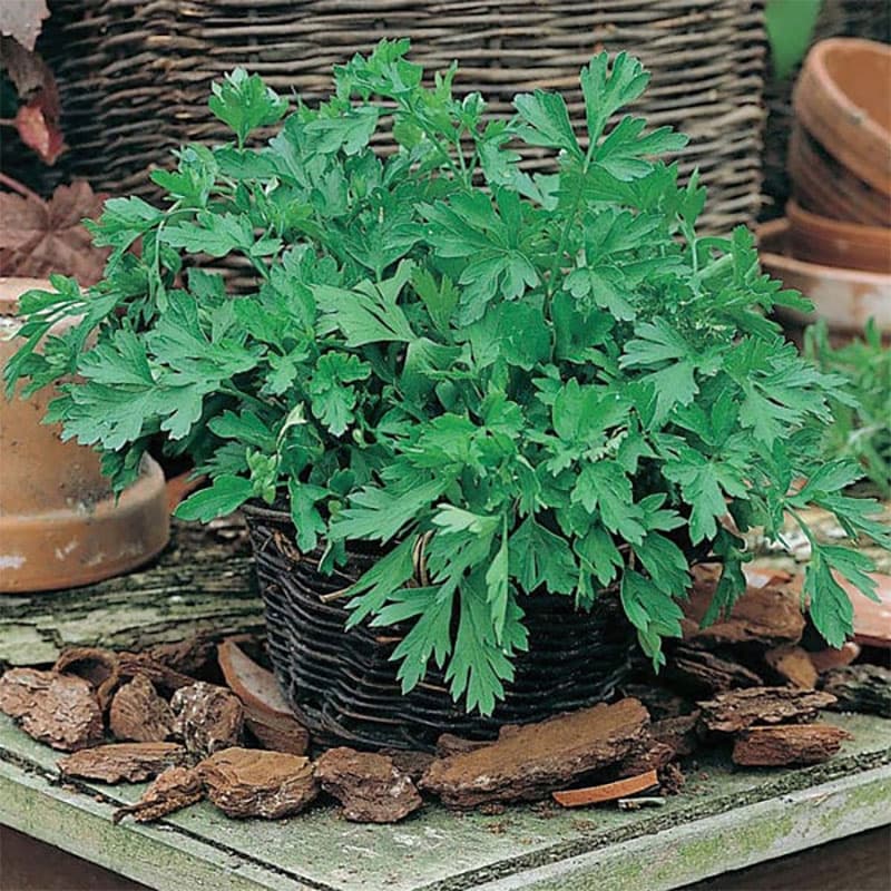 Persilja 'Plain Leaved 2', grön, 30 cm, halvsoligt, 1000 frön, köksväxter, örter, kryddor.