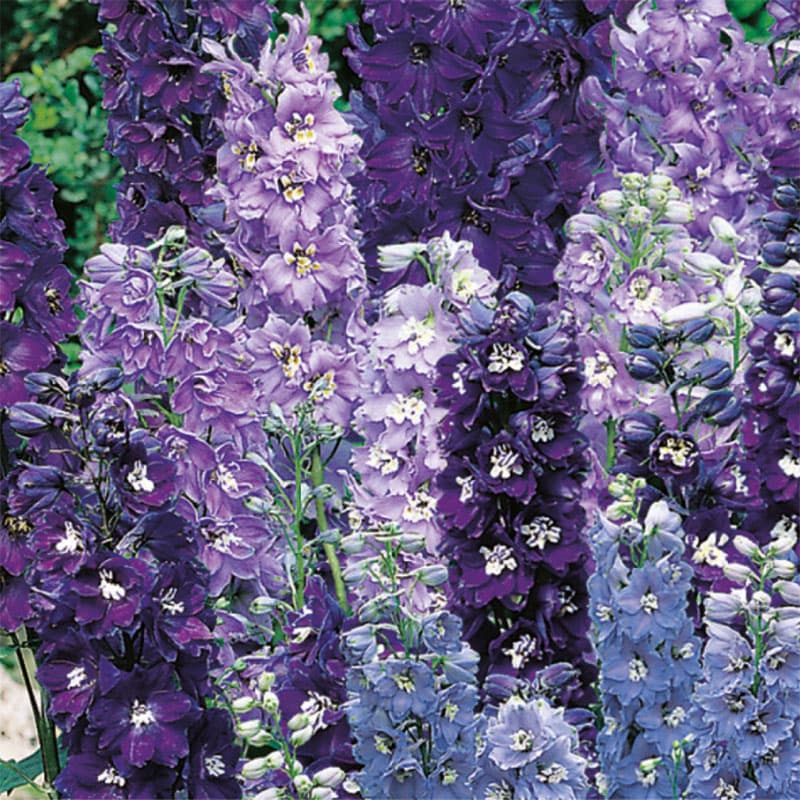 Trädgårdsriddarsporre 'Magic Fountains The Blues', blå blommor, 90 cm hög, soligt läge, perenn, 40 frön.