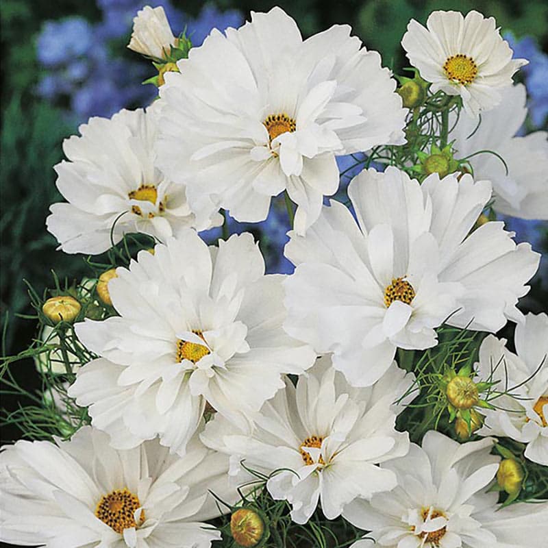 Rosenskära 'Psyche White', vit blomma, 1,2 meter hög, soligt läge, ettårig, 60 frön, snittblomma, rabatt.