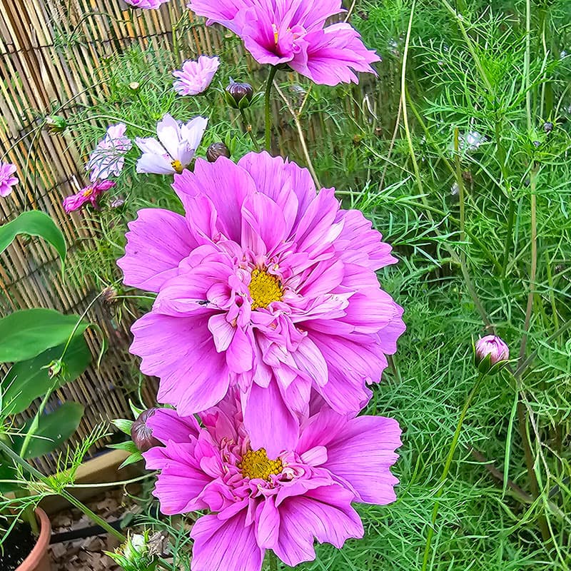 Rosenskära 'Fizzy Pink', rosa, 120 cm, ettårig, soligt läge, blommar juni-oktober, 30 frön.