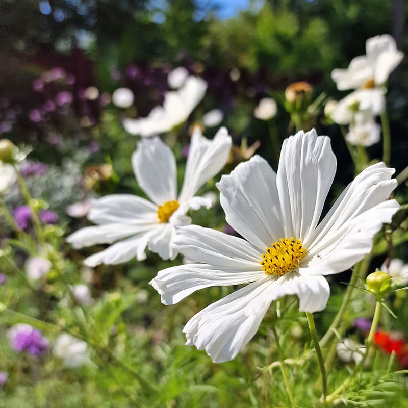 Rosenskära 'Gazebo White', vit färg, höjd 75 cm, soligt läge, ettårig blomma, 50 frön.