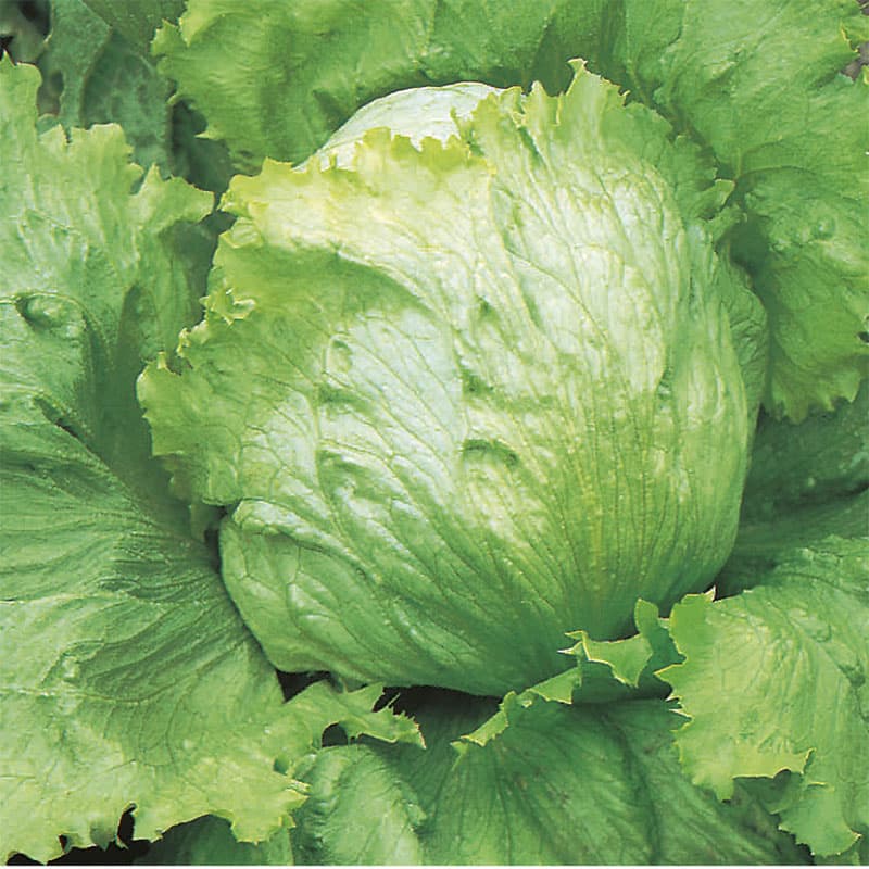 Sallat 'Saladin', grön isbergssallad, soligt läge, 750 frön, högkvalitativ, skörd juni-oktober.