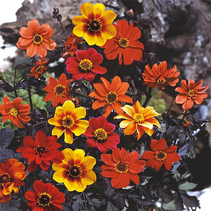 Sommardahlia 'Bishops Children', bronsfärgat bladverk, 90 cm, soligt läge, flerårig knölväxt, 40 fröer.