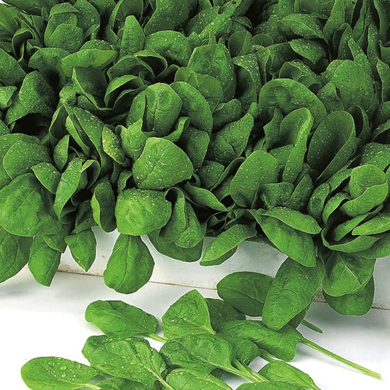 Spenat 'Apollo' F1, grön, kraftiga blad, soligt läge, friland, kruka, 300 frön.