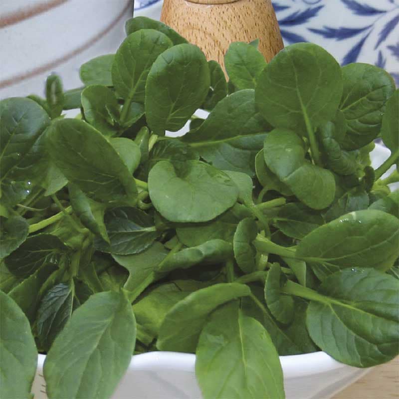 Tatsoi 'Rozette' F1, grön, snabbväxande, soligt/halvsoligt, 175 frön, användbar som sallad och spenat.