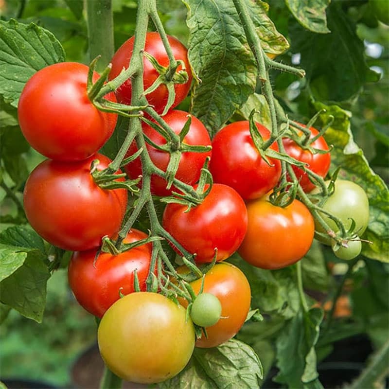 Fröer - Tomatfröer