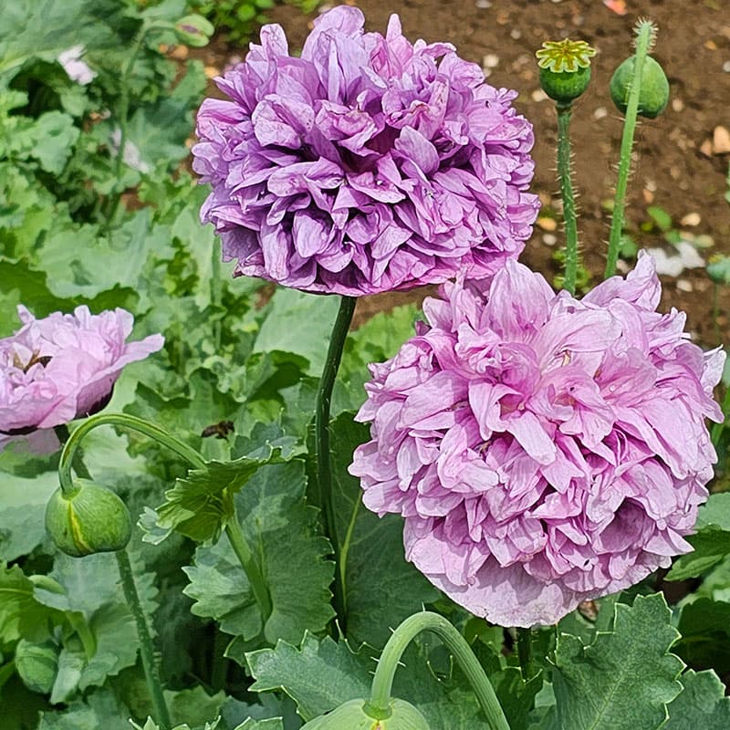 Opiumvallmo 'Paeony Purple Passion', stora blommor, blågrått bladverk, 90 cm, lättodlad.