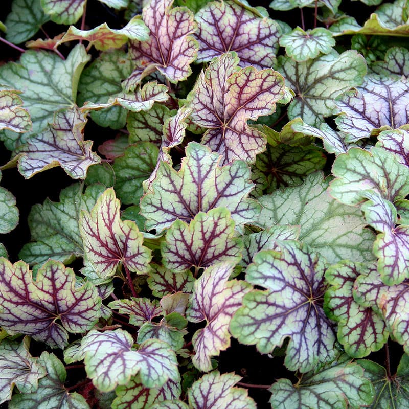 Alunrot 'Green Spice' 3-pack, brokbladig rosa blom perenn 20–70 cm halvskugga rabatt