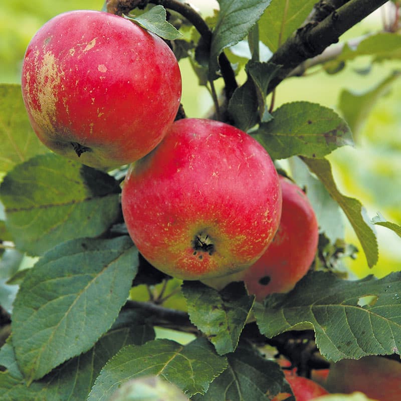 Äpple Alice, ljusgul röd sep sol zon1–4 grundstam A2 söt aromatisk frukt 4–6 m träd