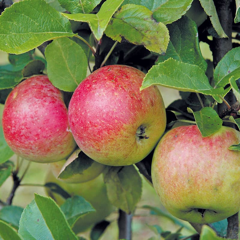 Äpple Amorosa m uppbindn, röd okt–dec sol zon1–4 grundstam A2 inkl kit jämn skörd