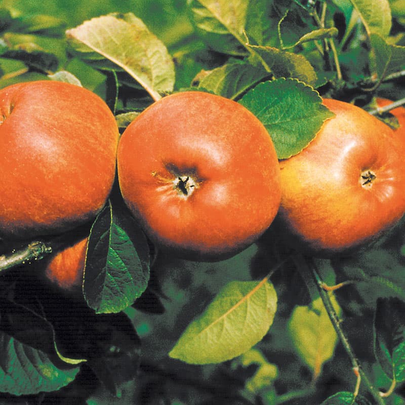 Äpple Cox Pomona, gulgrön röd nov–jan sol zon1–4 grundstam A2 fast söt vinteräpple
