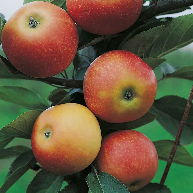 Äpple Discovery, röd aug–sep sol zon1–3 grundstam A2 tidigt sött fast fruktkött