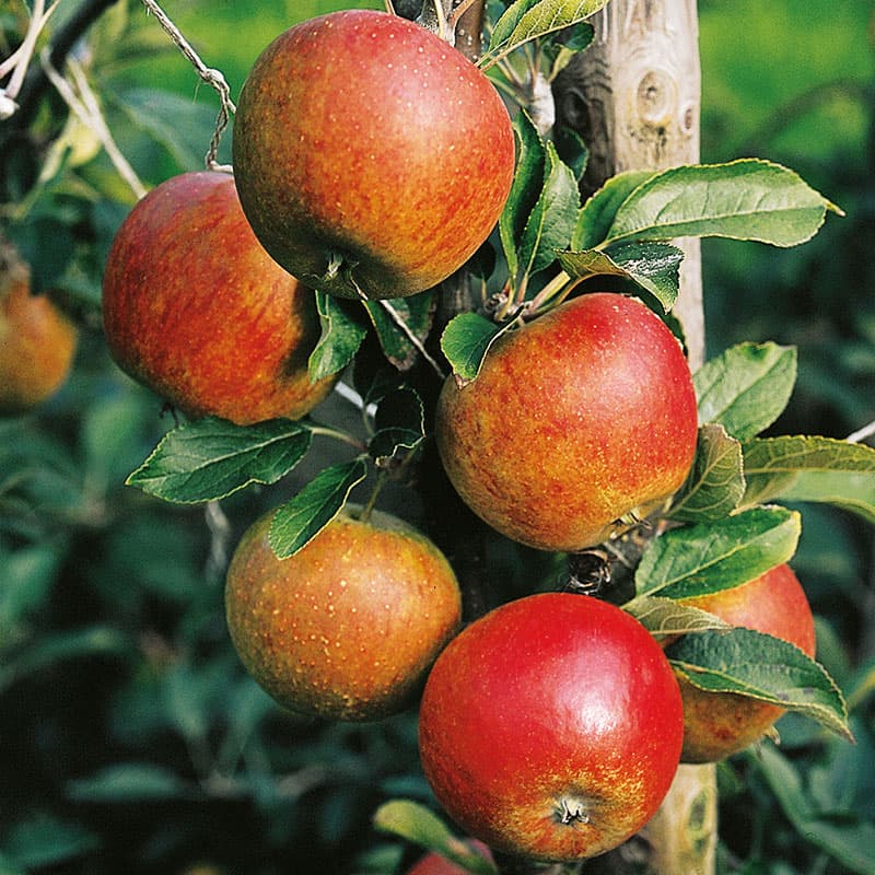 Äpple Aroma E svagväx m uppbindn, gul röd okt–dec sol zon1–4 grundstam B9 inkl kit