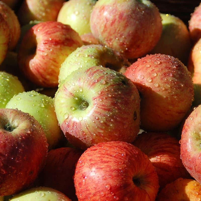 Äpple Gravensteiner m uppbindn, gul nov–dec sol zon1–3 grundstam A2 inkl kit