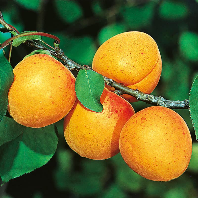 Aprikos Nancy, 2 m orange/rosa aug soligt läge zon1–2 varmt läge känslig