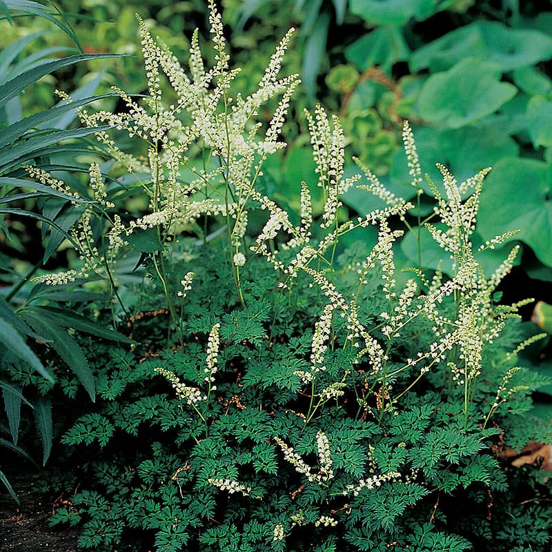 Växter - Perenna växter - plantor