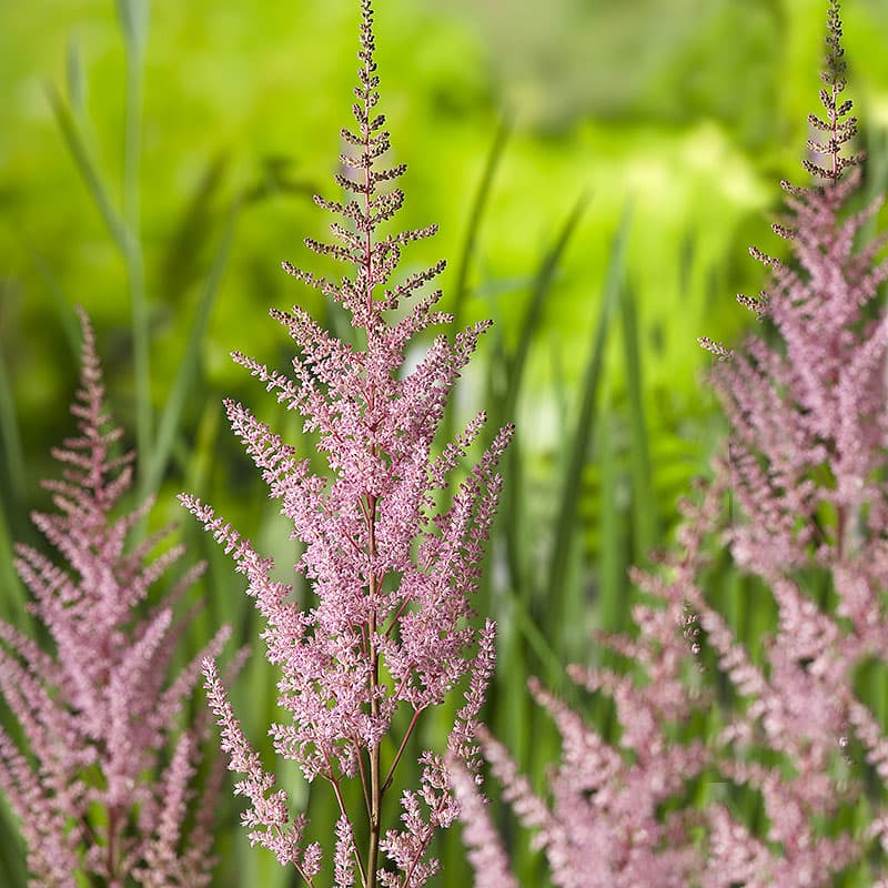 Astilbe 'Erika' 3-pack, rosa perenn 100 cm sol halvskugga fuktig jord rabatt