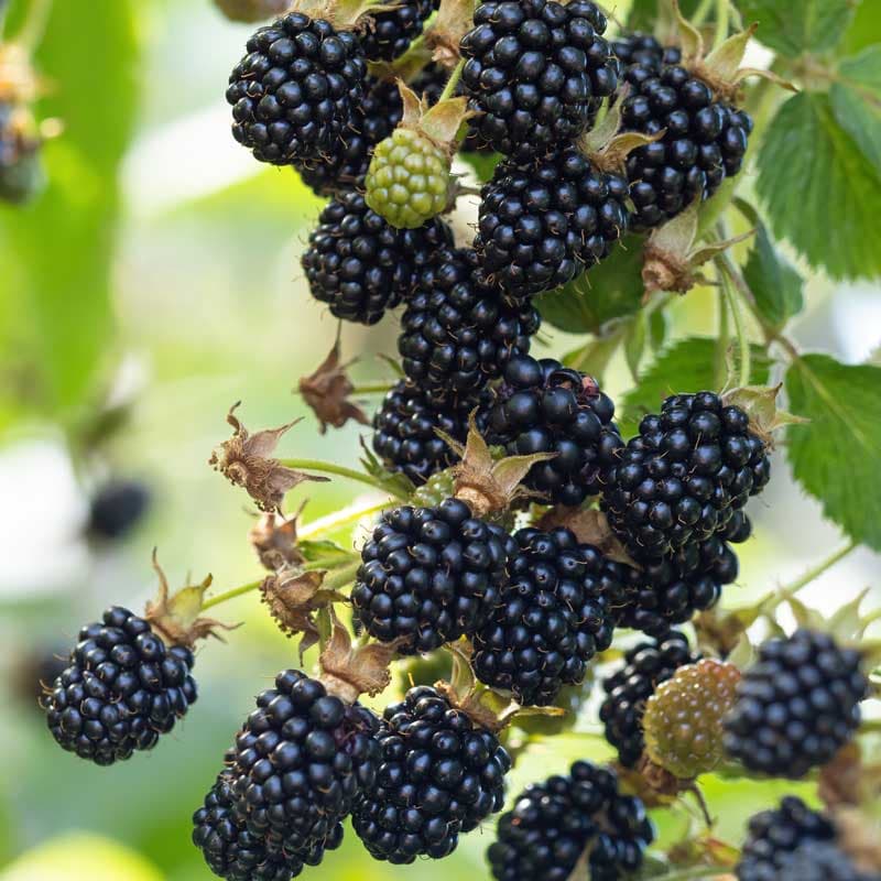 Björnbär 'Black Satin', 3-pack, taggfri buske sol zon 1–4 rik skörd sep–okt