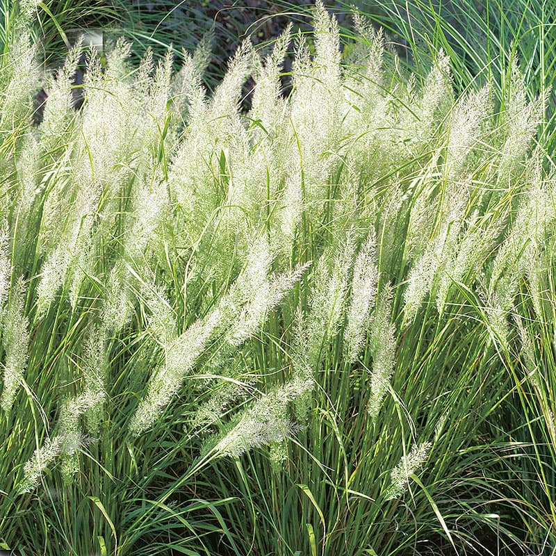 Diamantrör, 2L, Silverrosa vippor, höjd ca 80-100 cm, sol–halvskugga, väldränerat.