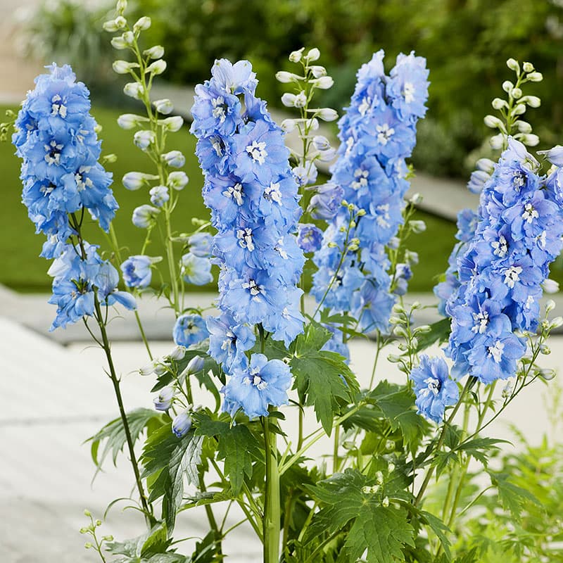 Trädgårdsriddarsporre 'Blue Bird' 3-pack, klarblå perenn 150 cm sol stöd väldränerat rabatt