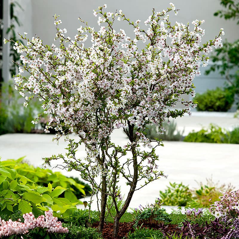 Dvärgkörsbär Kojou-no-mai, 1 st vit/rosa maj 1–1,5 m sol zon1–3 snirklig form