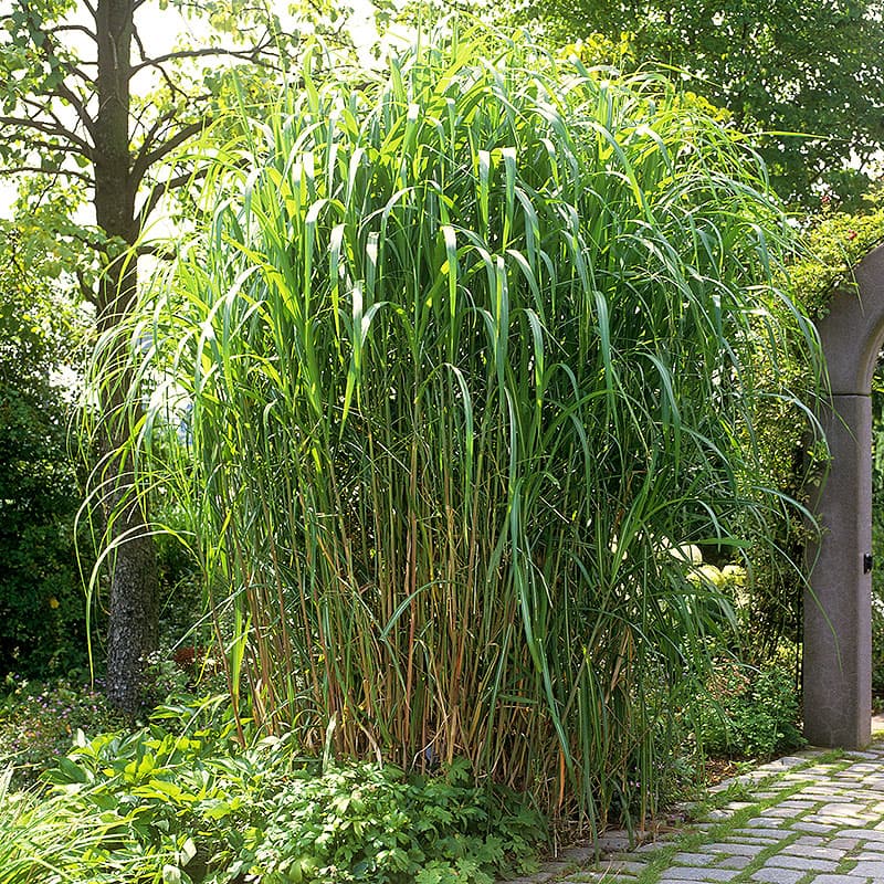 Elefantgräs,2L  Prydnadsgräs, Höjd 200–300 cm, gröna blad, soligt läge, solitär