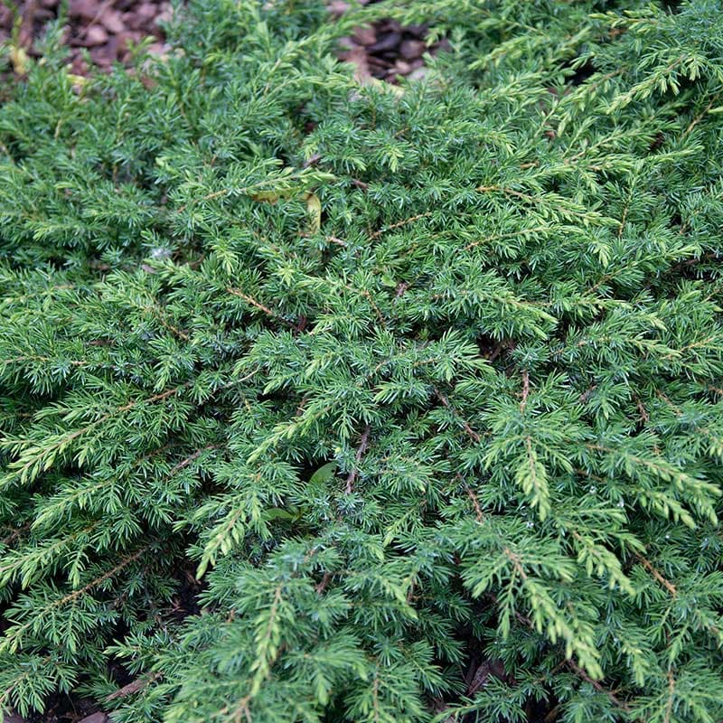 En Green Carpet 30–40 cm, 1 st, ljusgrön, 0,1–0,2 m, sol/halvskuggigt, zon 1–4(5), marktäckande