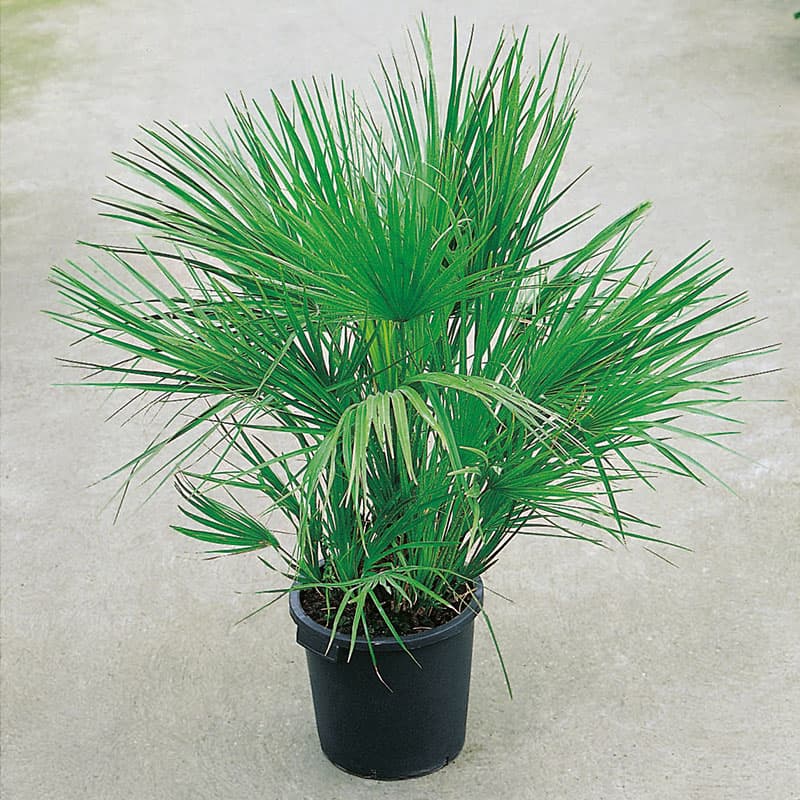 Dvärgpalm 110-120 cm, sol robust buskig palm tål kyla kortvarigt kruka 28cm