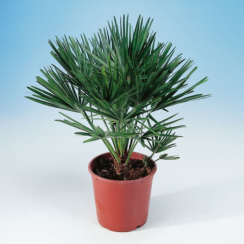 Dvärgpalm 45-55 cm, sol kompakt tålig palm klarar kyla kortvarigt kruka 19cm