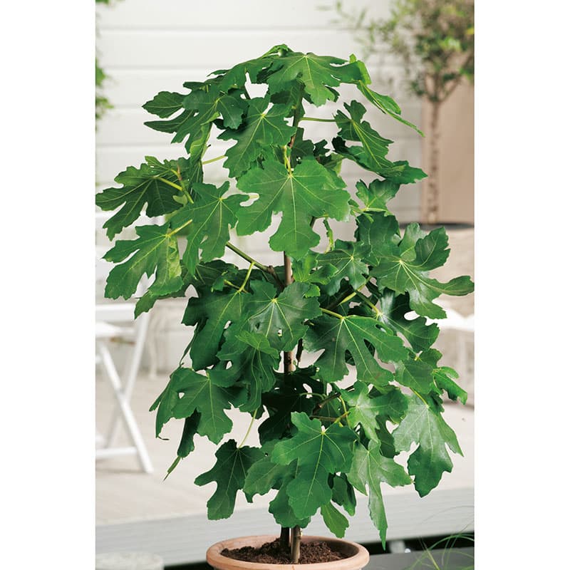 Fikon Bornholm 50–60 cm, sol skyddat läge söt frukt sep–okt kruka17cm zon1–3